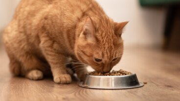 Cibo per gattini e gatti adulti: come scegliere alimenti di qualità in ogni fase