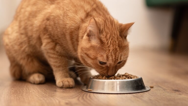 Cibo per gattini e gatti adulti: come scegliere alimenti di qualità in ogni fase