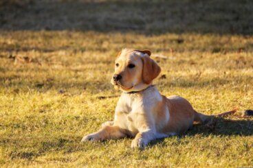 Leishmaniosi nei cani: sintomi da conoscere e come prevenirla