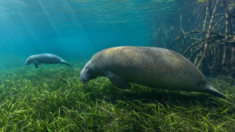 Le 4 specie di lamantini